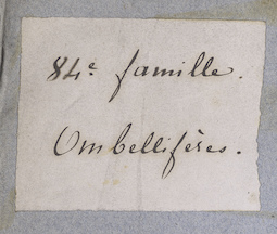 Ex Herbario Ludovici Kralik