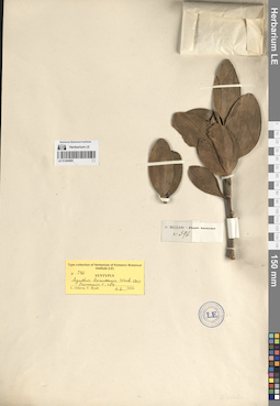 LE 01284960