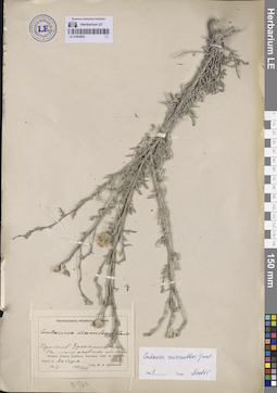 LE 01064855