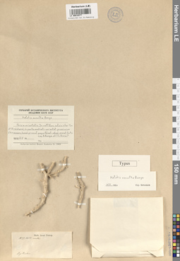 LE 00019377