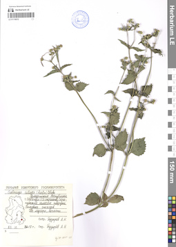 LE 01119212