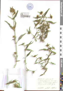 LE 01140676