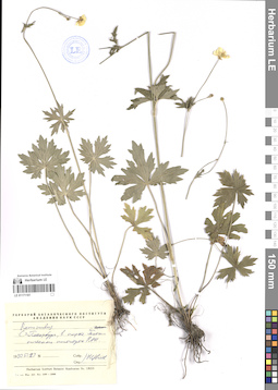 LE 01171161