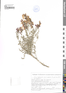 LE 01171162