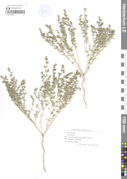 LE 01171288