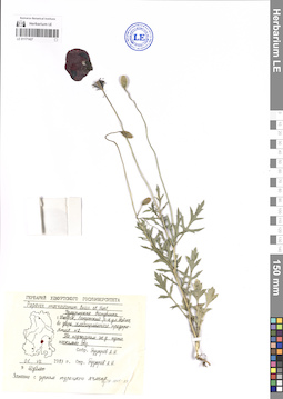 LE 01171427
