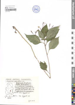 LE 01171432