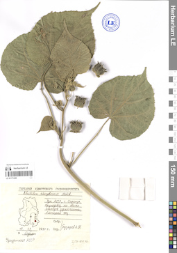 LE 01171436