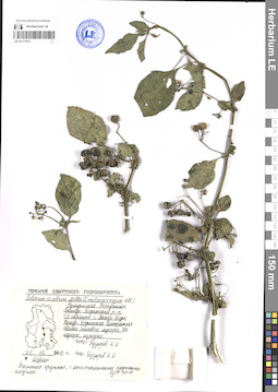 LE 01171512