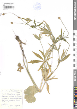 LE 01171733