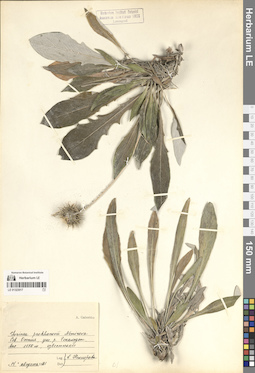 LE 01323017