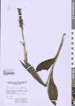 LE 01150385