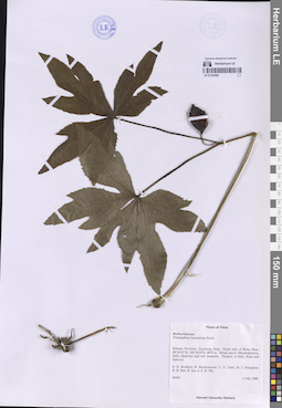 LE 01329496