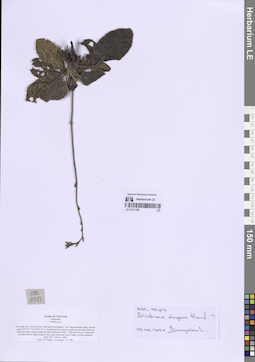 LE 01317396