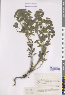 LE 01335886