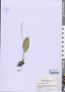 LE 01150440