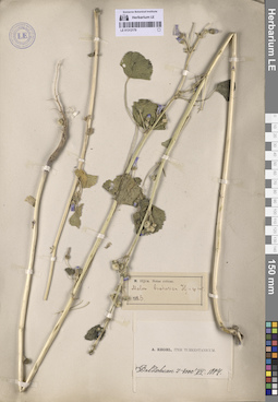 LE 01312179