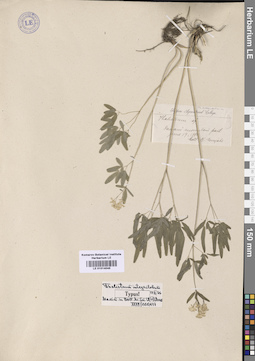 LE 01014045