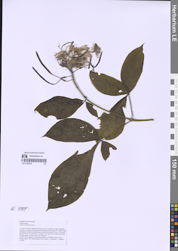 LE 01332018