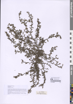 LE 01332080
