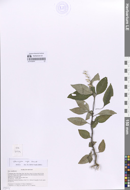 LE 01332414