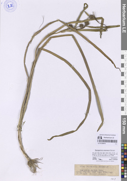 LE 01336474