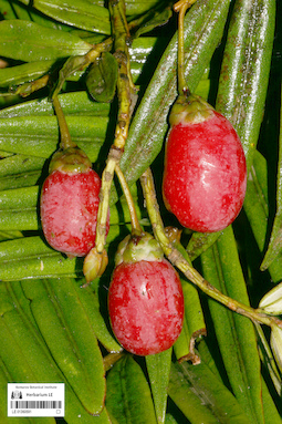 LE 01360591