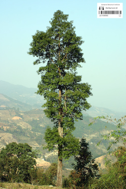 LE 01360593