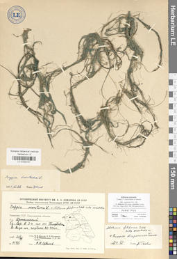 LE 01032147