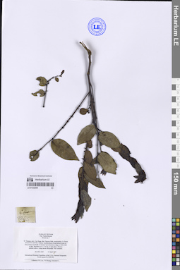 LE 01332545