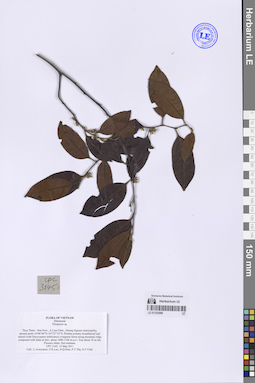 LE 01332586