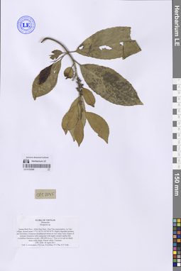 LE 01332589