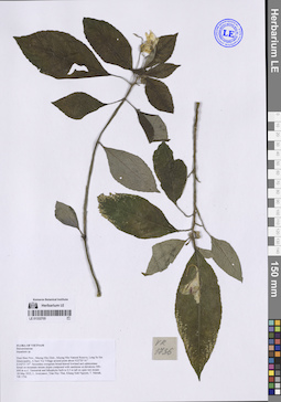 LE 01332705