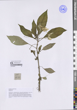 LE 01332707