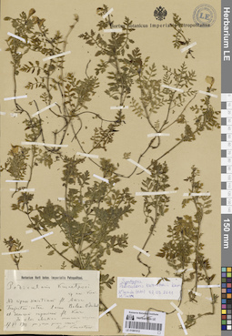 LE 01081012