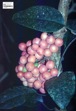 LE 01360894