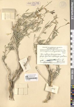 LE 01299082