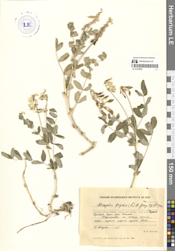 LE 01302852