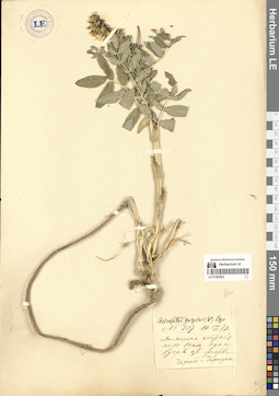 LE 01302923