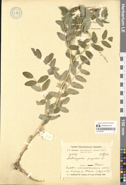 LE 01302931