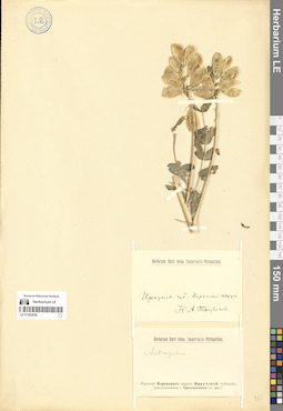 LE 01302938