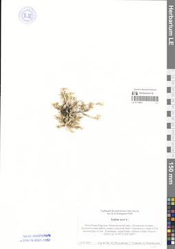 LE 01119931